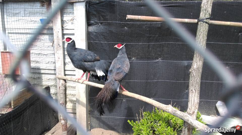 Bażanty Uszaki Siwe uszak siwy