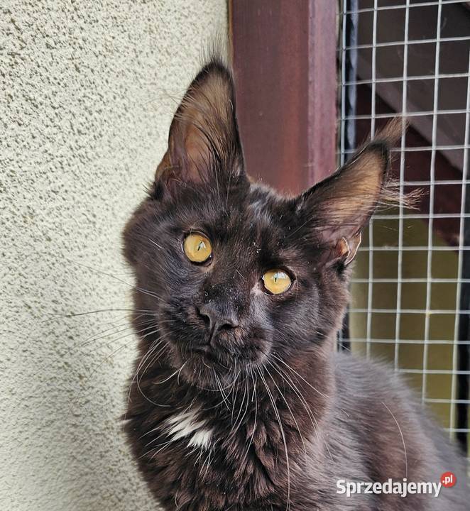 przymilny duży Maine Coon FPL