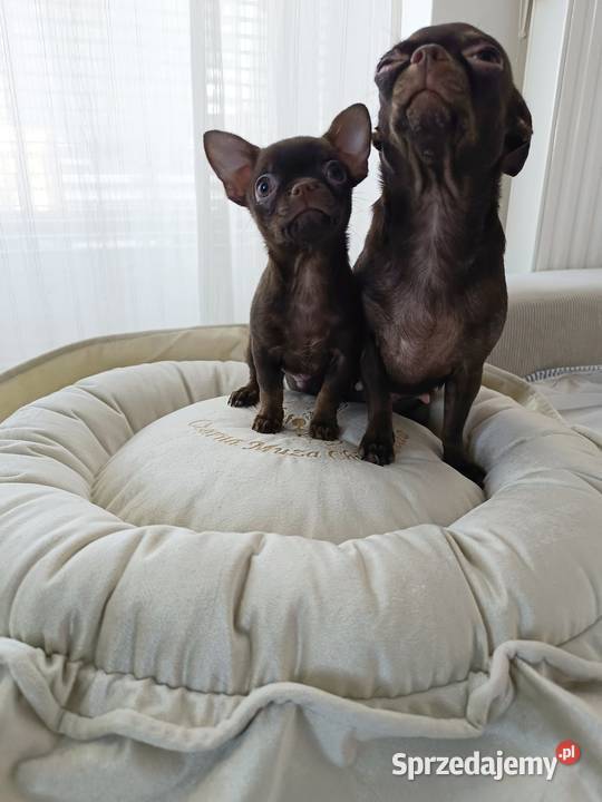 Chihuahau czekoladowy Chihuahua
