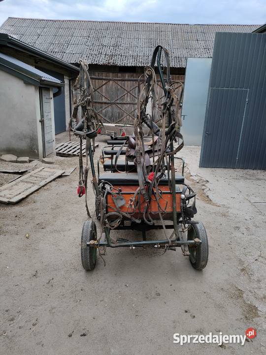 Bryczką jednego dwóch kucyków Łomazy