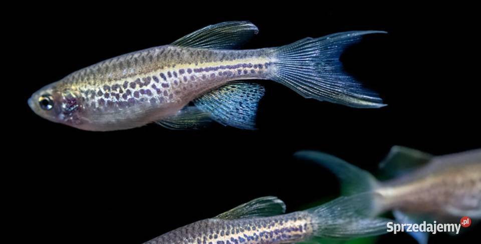 Danio lamparci Brachydanio lamparcie BOGATA Gdańsk