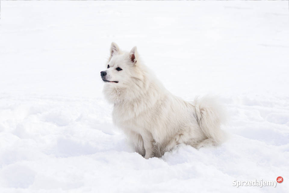 Szpic średni biały Oława
