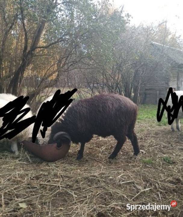 Sprzedam barana Giełda zwierząt Łuków sprzedam