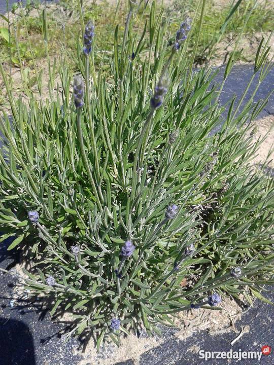 Sprzedam sadzonki lawendy HIDCOTE i BLUESCENT wielkopolskie Okonek