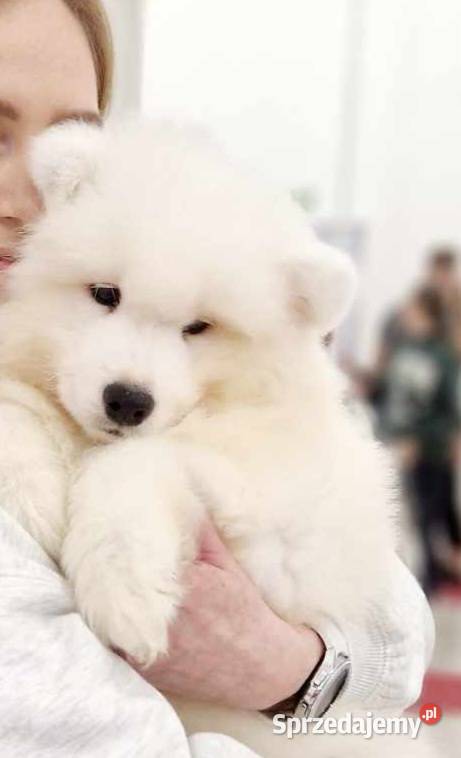 Samoyed z rodowodem ZKwP wystawowe Jacków