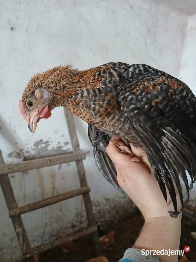 Koguty kury piskleta rolnika