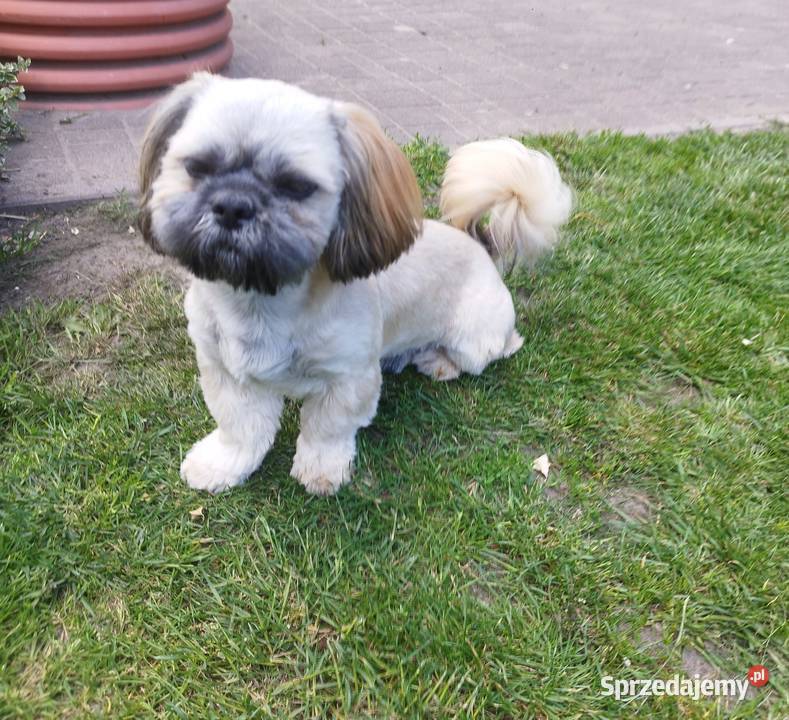 Złoty Shih tzu z rodowodem Wróblew