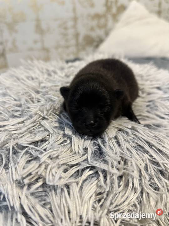 Szpic miniaturowy pomeranian Gliwice