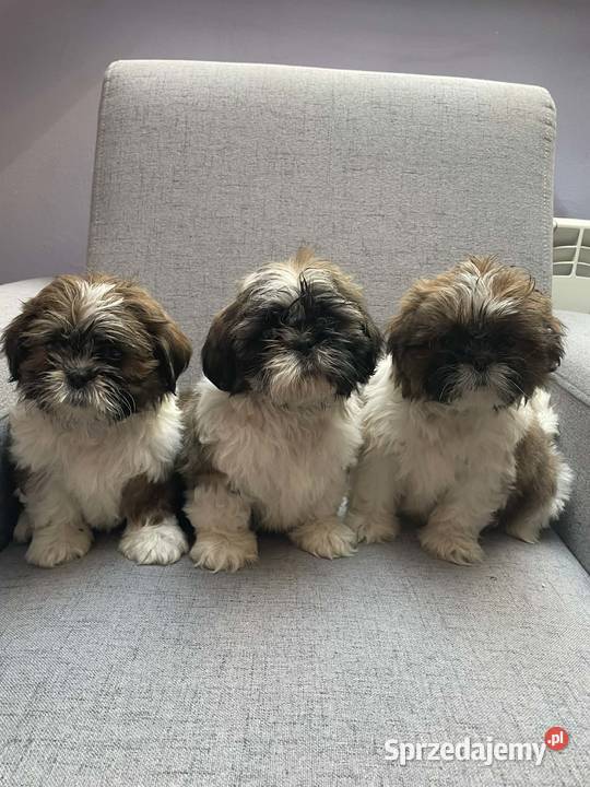 Shih tzu piesek małopolskie Kęty