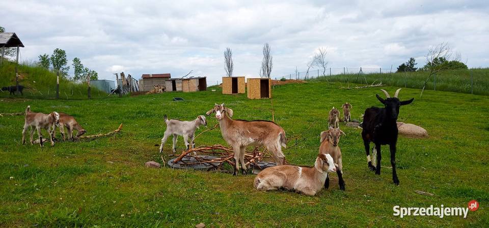 Koza mleczna z dwójką koźląt koźle warmińsko-mazurskie