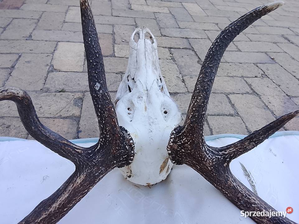 Wieniec jelenia 14stak Żary
