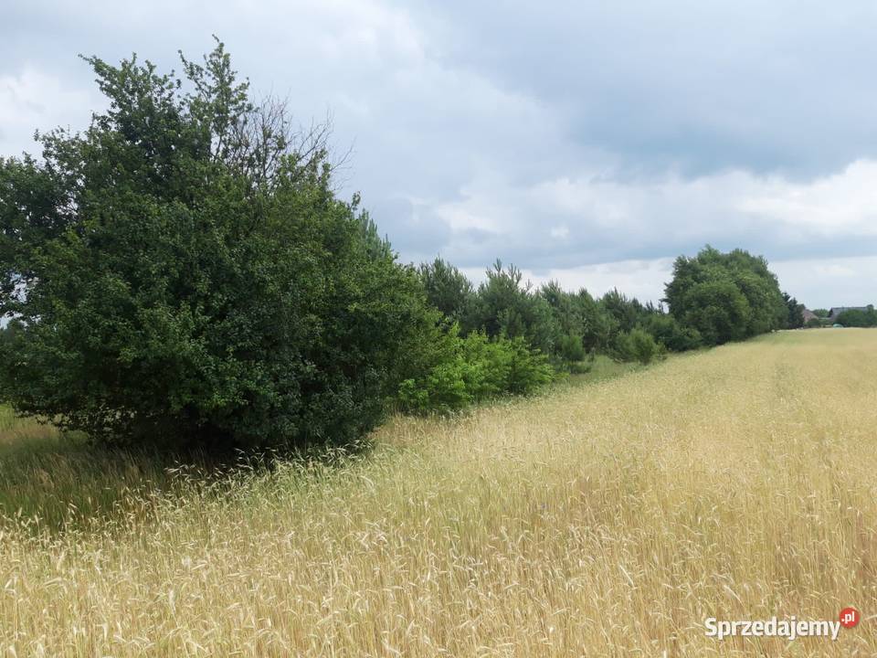 Działka budowlana z dostępem do jeziorka Czarnkowie