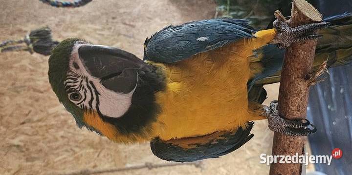 Papuga Ara Ararauna 2022r Ptaki Kłodzko sprzedam