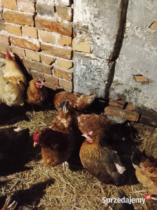 Kurki nioski koguty Lubiszyn