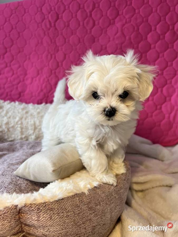 Maltańczyk z rodowodem sprzedam