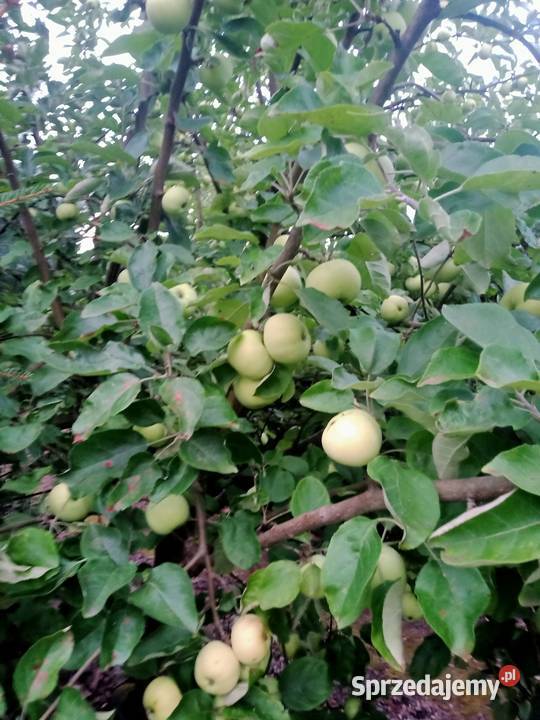 Ogródek działkowy działka rod Miłosław