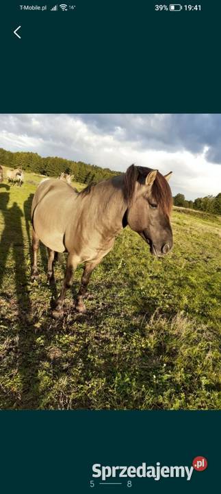 Ogier konik polski z licencją Konie Konie Sieroszowice sprzedam