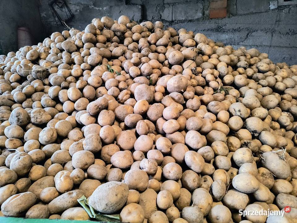 Ziemniaki jadalne Vinieta podkarpackie Giedlarowa