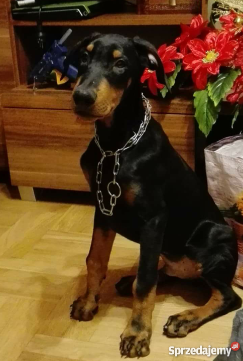 Oddam DOBERMANA mazowieckie Radom