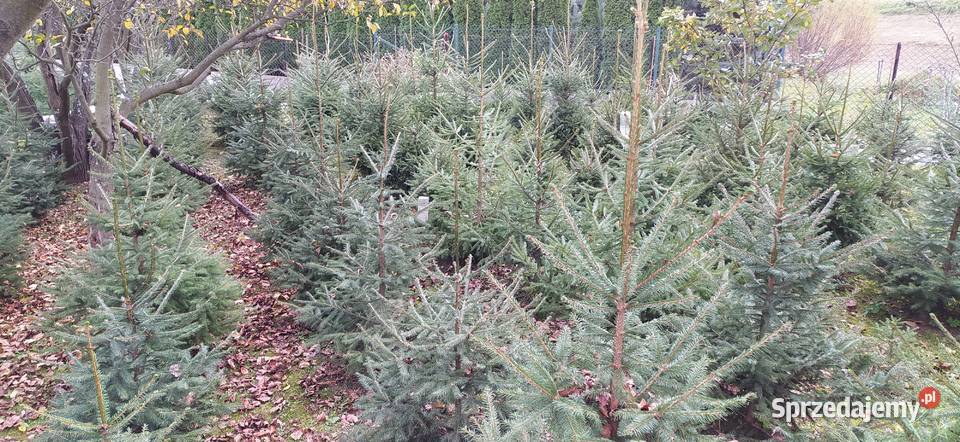 Choinki Plantacja Mielec