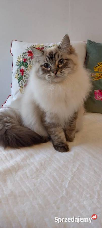 Kocurek ragdoll 2 letni Wrocław dolnośląskie sprzedam