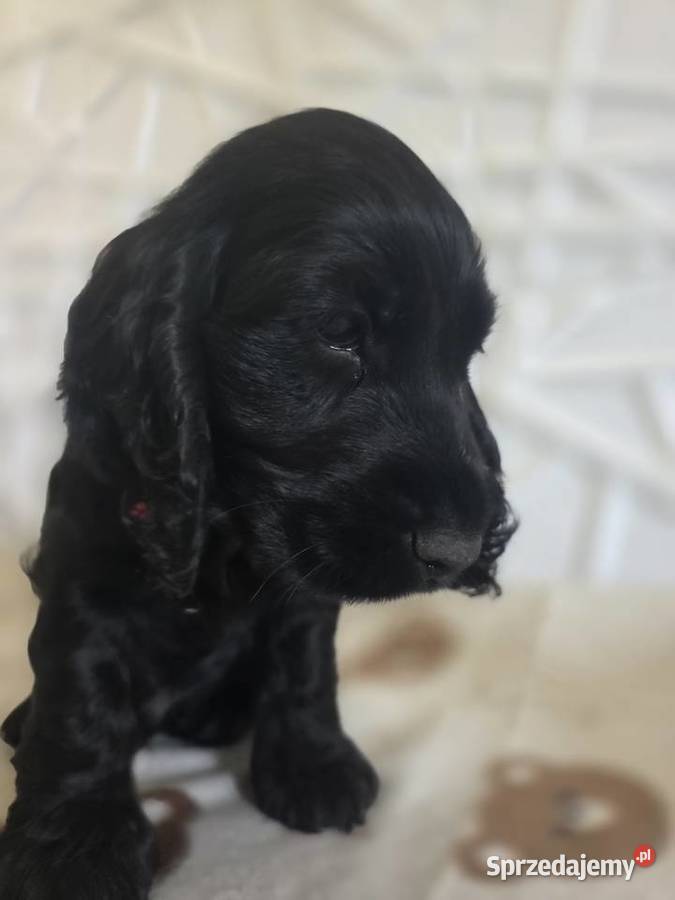 Cocker spaniel angielski pieski trzy ostatnie Żelazków