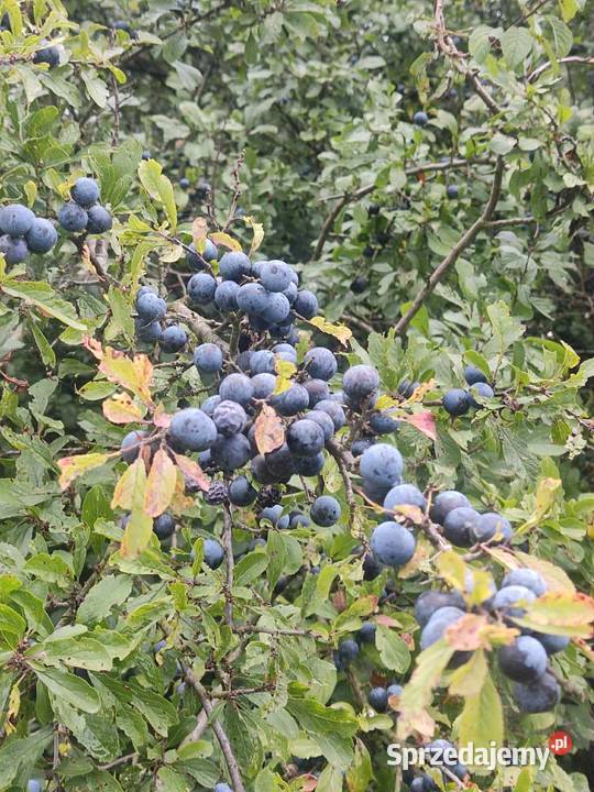 Nasiona tarniny Prunus spinosa świeży zbiór 2025 Jasło