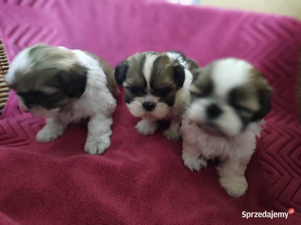 Shih tzu Zyck Polski