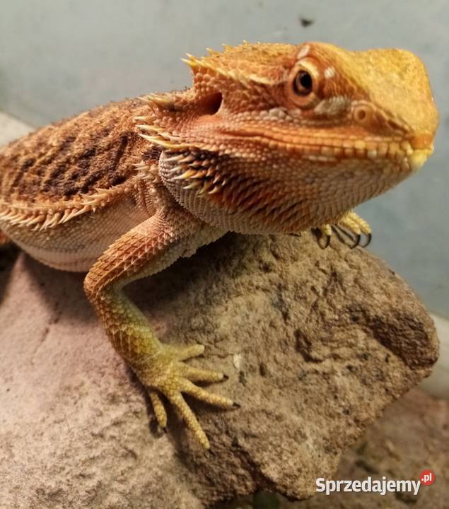 Agama Brodata Red Samica Sklep Zoologiczny Katowice