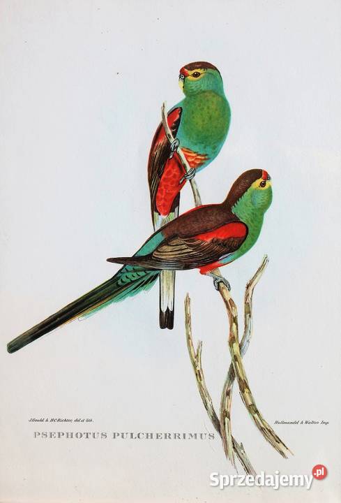 Papugi ptaki J Gould chromolitografia antyk Lublin sprzedam