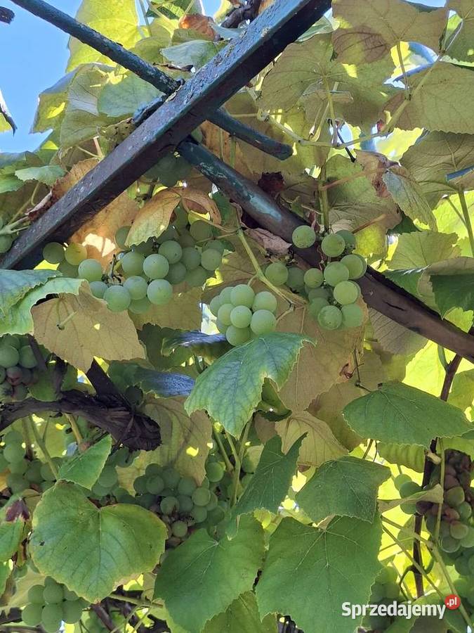 DZIAŁKA ROD jezioro Sprzedam Śrem