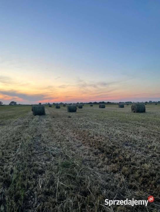Siano 120 duza ilość bel Piątek