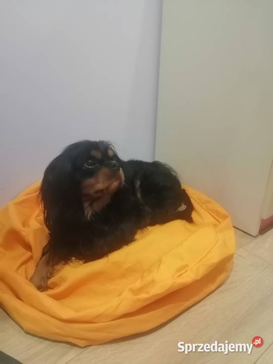 Cudowny Cavalier szuka nowej kochającej rodziny śląskie Dąbrowa Górnicza