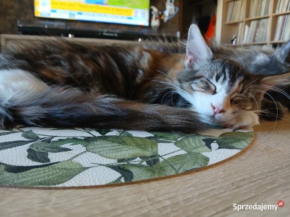 Maine coon piekna kotka śląskie Ruda Śląska