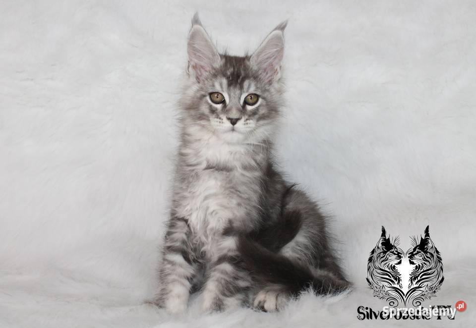 Kocurki Maine Coon behawiorysty dolnośląskie Nowa Ruda