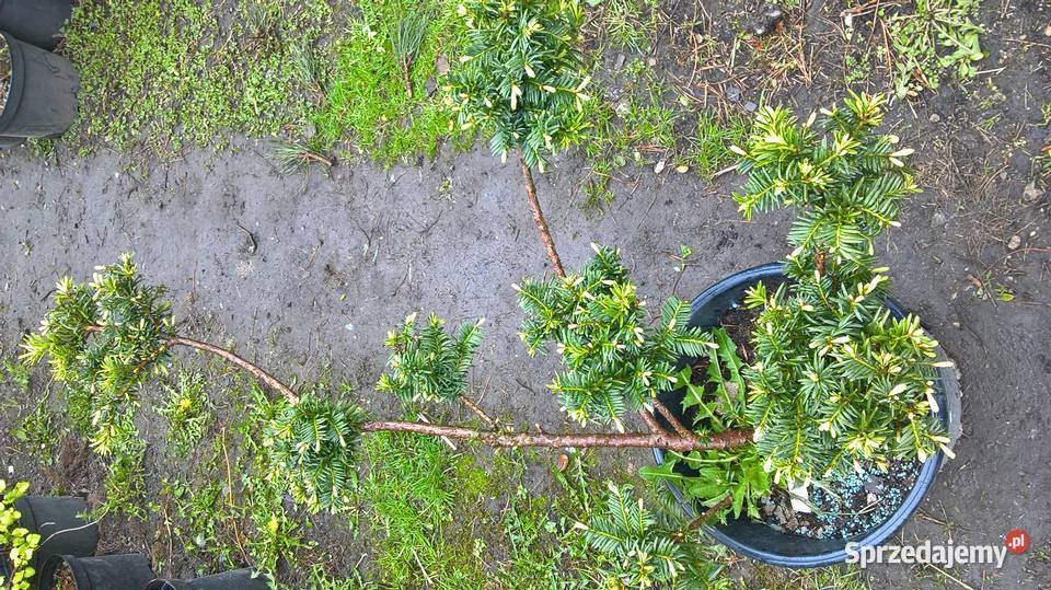 Cis Formowany Bonsai Mszczonów