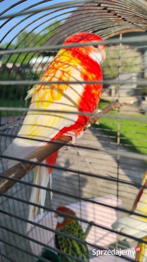 Rozela papugi oswojone ręcznie karmione nimfy Myślenice