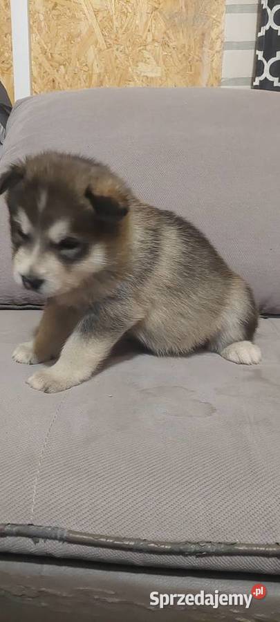 Alaskan Malamute suczka szczeniak Przemyśl