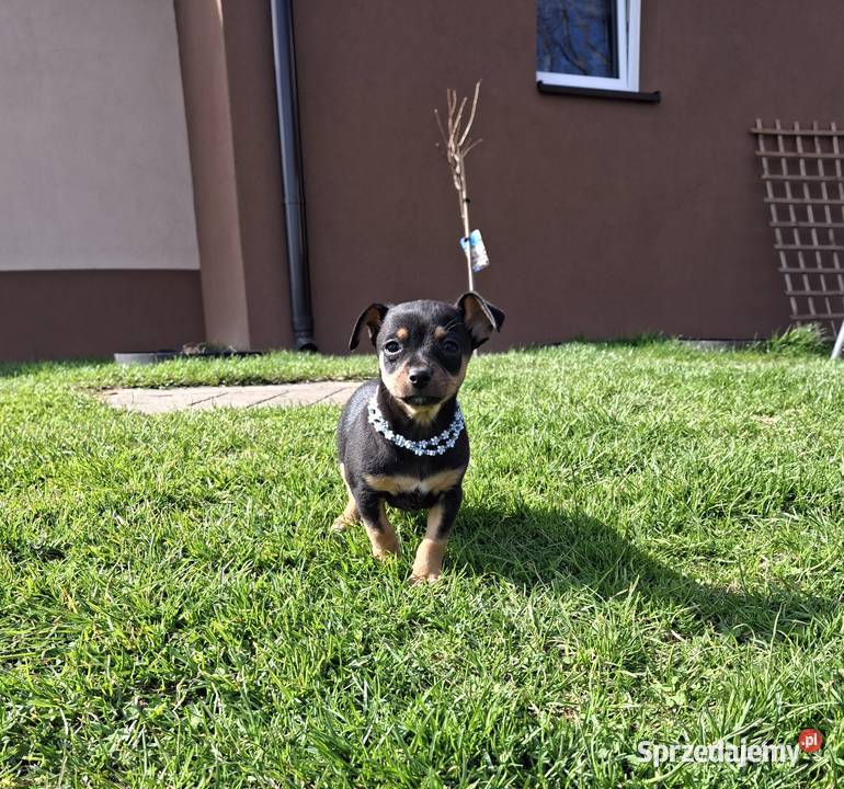 Pies pinczer minuatura