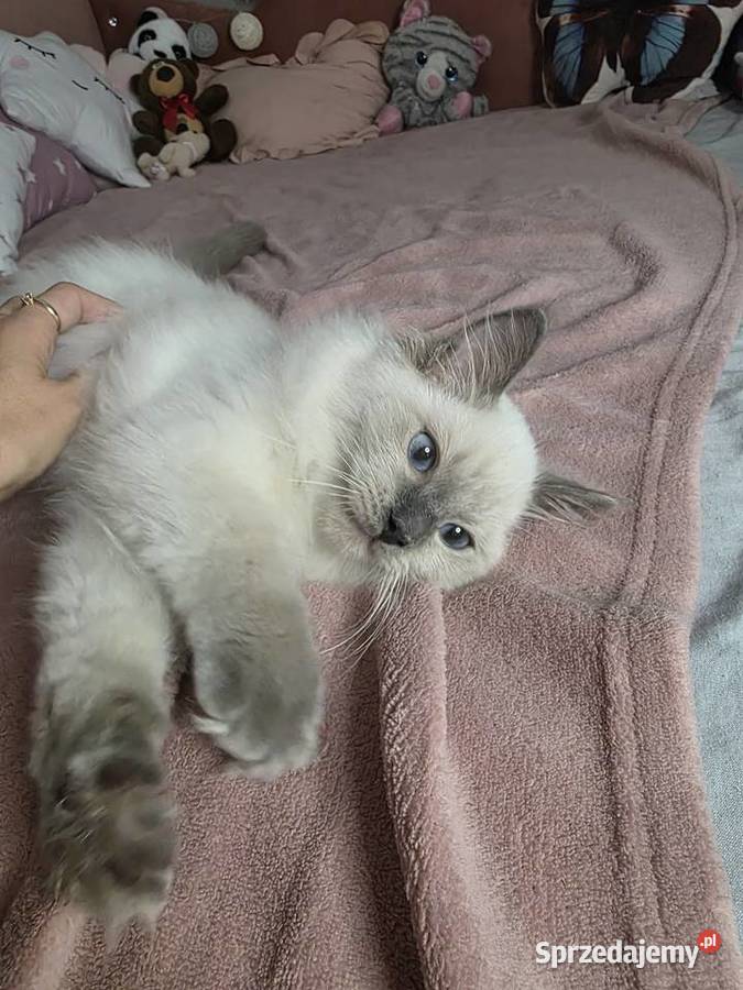 Uroczy ragdoll kocurek FPL prawdziwy rodowód Ragdoll Uścikowo sprzedam
