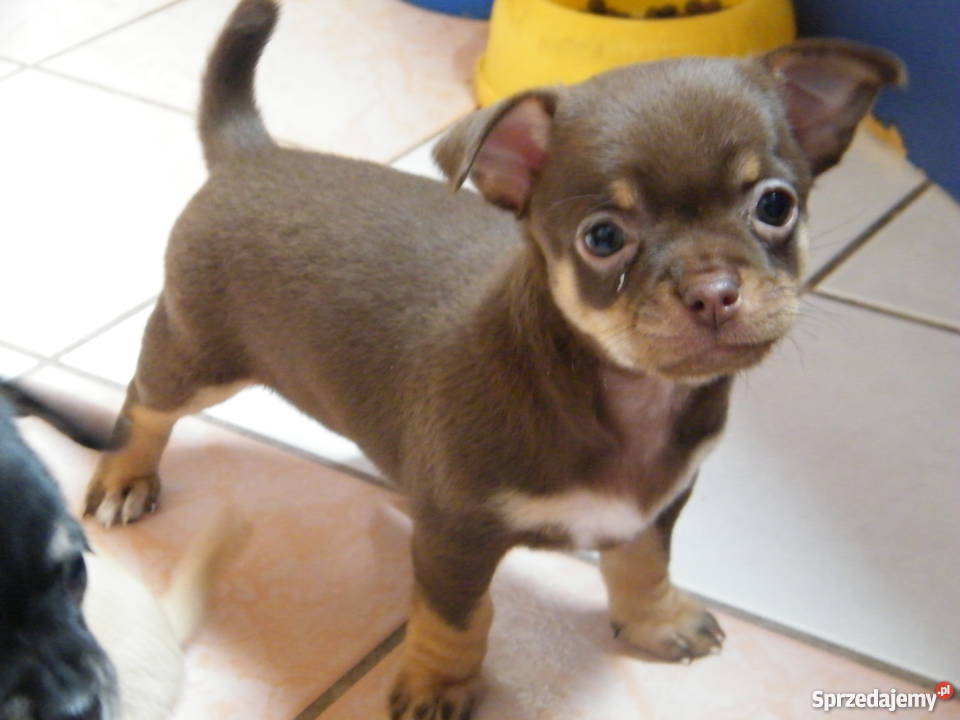 Szczenięta chihuahua krótkowłose Zduńska Wola