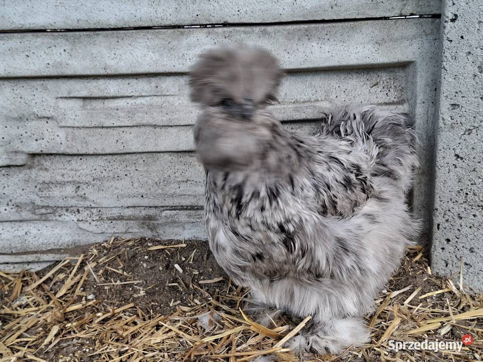 Jajka lęgowe stadzie ze zdjęć Łochów