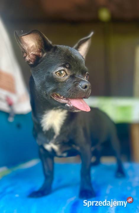 Chihuahua FCI Chihuahua Raczyce