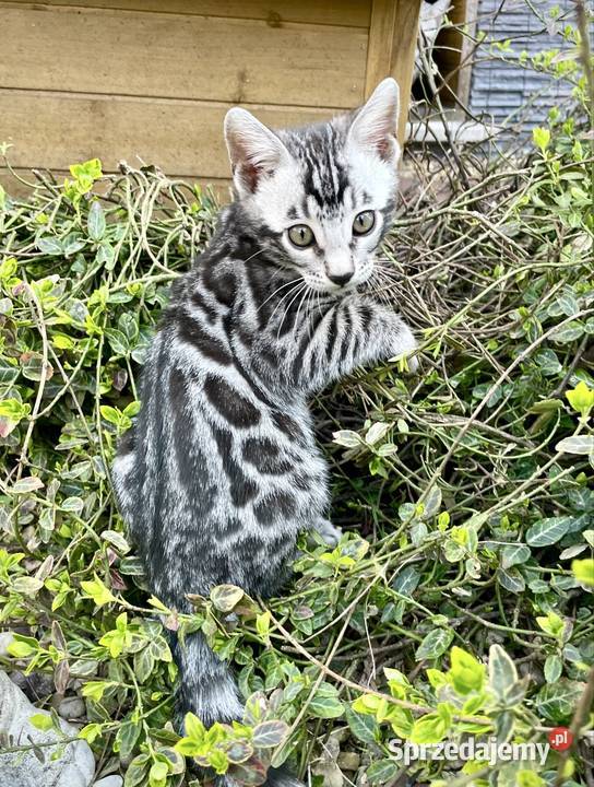 Kocięta bengalskie Gliter Silver Lubliniec