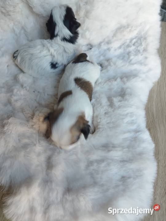 Morkshire terrier małopolskie Kraków