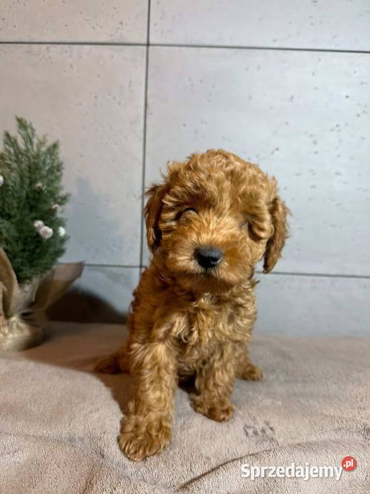 Uroczy Piesek Pudel Toy sprzedam