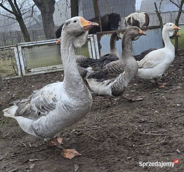 Gęsi chołmogory 2025 łódzkie sprzedam