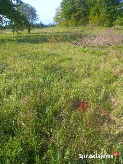 Działka budowlana 2600m2 Nawojów Łużycki