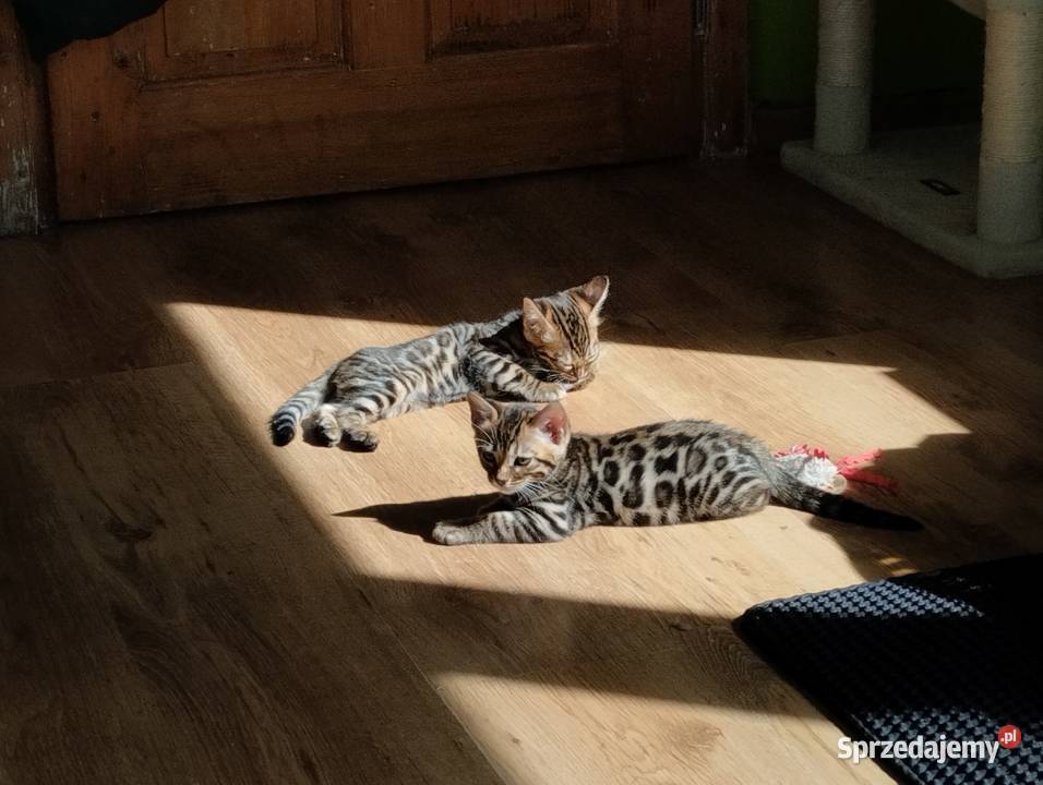 Reproduktor kot bengalski Kenzo krycie Iskrzynia