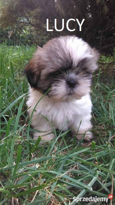 Szczeniaczki Shih Tzu Psy dolnośląskie Lubin